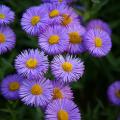 Erigeron - Feinstahlastern