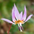 Erythronium - Hundszahn