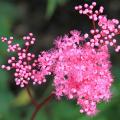 Filipendula - Mädesüß