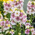 Blumen für die Herbstpflanzung (Zweijährige)