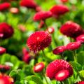 Bellis - Gänseblümchen