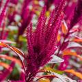 Amaranth