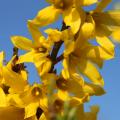 Forsythien