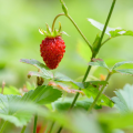 Erdbeeren - Fragaria vesca