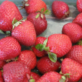 BIO Erdbeeren - Fragaria