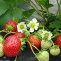 Aufsteigenden Erdbeeren