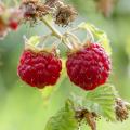 Himbeeren