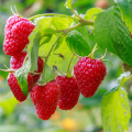 Aufsteigenden Himbeeren