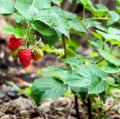 Dwarf Himbeeren