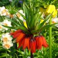 Fritillarien