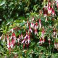 Freilandfuchsien - hohe winterharte Fuchsien