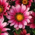 Gazania