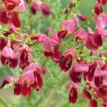 Edelginster - Cytisus scoparius