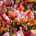 Cytisus - Ginster