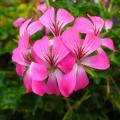 Hängende Pelargonien (Geranien)