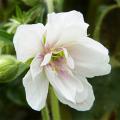 Geranium pratense