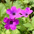 Geranium psilostemon