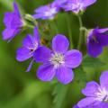 Geranium sylvaticum - Waldstorchschnabel