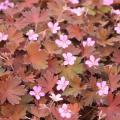 Geranium - Storchschnabel mit bungem Laub