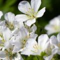 Geranium - Storchschnabel, weiß