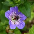 Geranium - Storchschnabel, blau