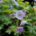 Geranium - Storchschnabel nach Sorten