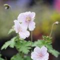 Geranium - Storchschnabel für Einfassungen