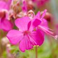 Geranium - Storchschnabel für den Steingarten