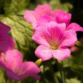 Geranium - Storchschnabel, rosa