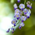 Wisteria - Glyzinien