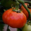 Samen von großfrüchtigen Tomaten