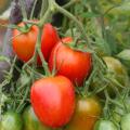 Samen vom Tomaten mit mittelgroßen Früchten