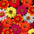 Zinniensamen