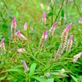 Samen von Sommerblumen