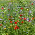 Bienenweide und Blumenwiesen