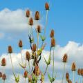 Blumensamen für Trockensträuße - Trockenblumen