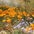 Samen von Kalifornischem Mohn (Eschscholzia)