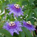 Passionsblumesamen - Passiflora