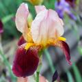 Hohe Iris