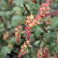 Ribes - Blut-Johannisbeere