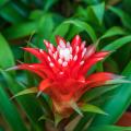 Guzmania