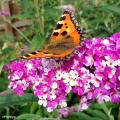 Bienenfreundliche Hecke