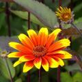 Heliopsis - Sonnenauge