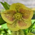 Gelbe Helleborus