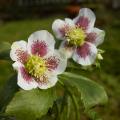 Gepunktete Helleborus