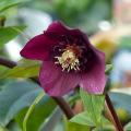 Dunkelrote Helleborus