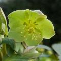 Grüne Helleborus