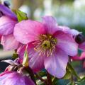 Helleborus niger - Christrose