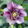 Helleborus orientalis - Lenzrosen