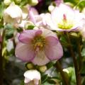 Picotee Helleborus